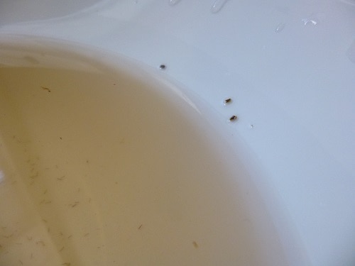 Tiny Bug In Bathroom Ask An Expert
