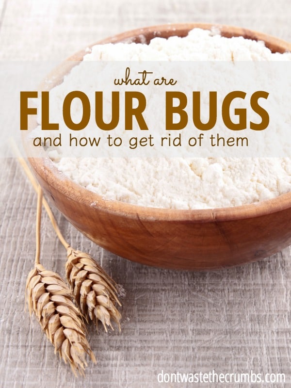 Flour Bugs Cause Prevention For Bugs Found In Rice Grains   Flour Bugs 1 