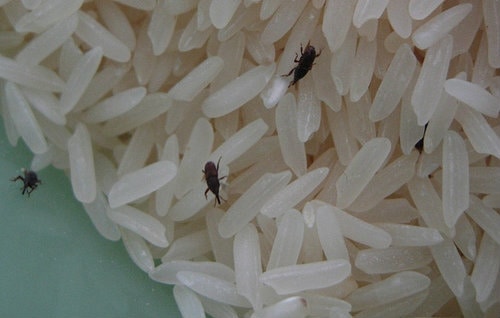 Bugs in outlet rice