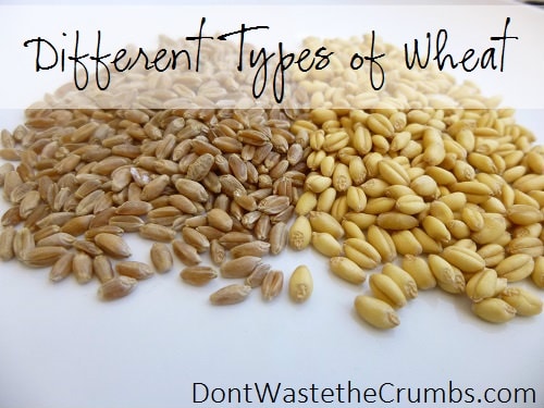 The Different Types of Wheat and What They're Used For