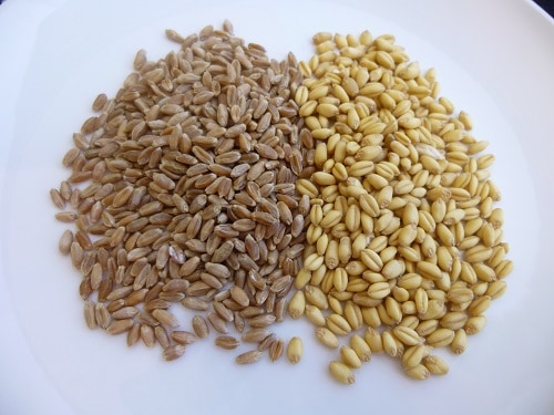 Hard Red Wheat Berries Soft White Wheat Berries