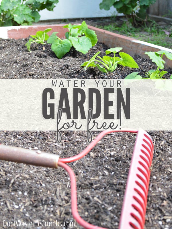 Having a garden reduces the grocery bill, but what about all the water? Read these 7 ways to water the garden for free to keep the savings in your pocket! :: dontwastethecrumbs.com