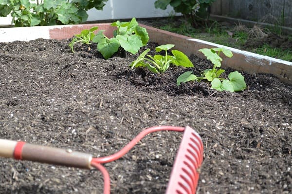 Raised garden bed with plants growing