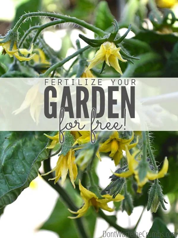 50 Ways to Fertilize the Garden For Free - from leftover food to common plants to animal parts, a great list of free & effective fertilizers for the garden using what you already have. Save money while growing your own food!! :: DontWastetheCrumbs.com