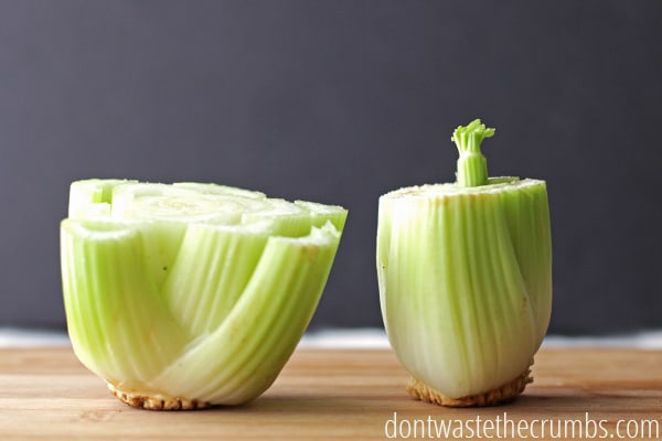 Celery bottoms with stalks cut off and a bit of regrowth coming out of the center.