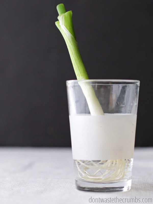 Green onion sitting in a glass of water.