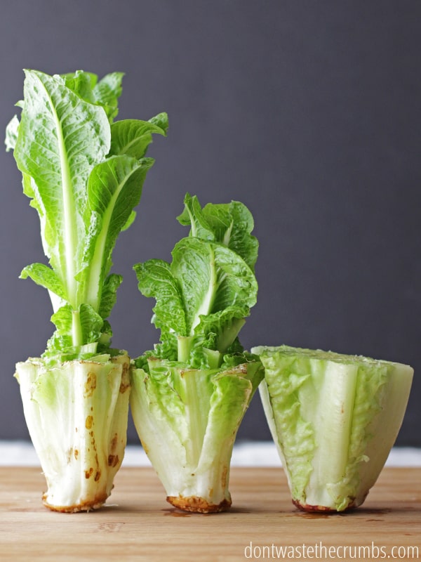 Three romaine hearts with new growth coming out from the center.