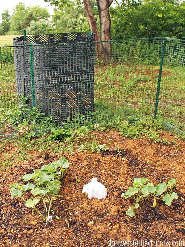 Garden area in a backyard.