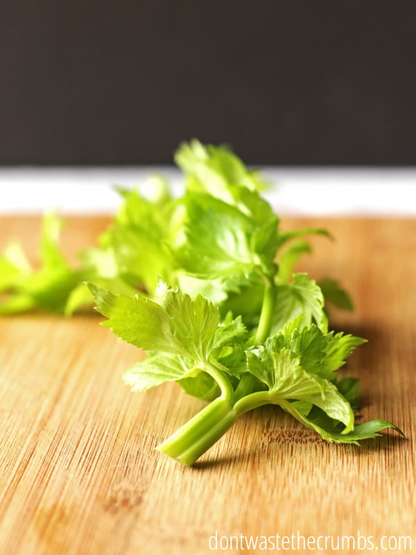 Stop paying for dried celery! Easy recipe and simple tutorial for dehydrated celery using leaves on the celery that you already paid for. Great budget tip to save money on groceries! :: Dontwastethecrumbs.com