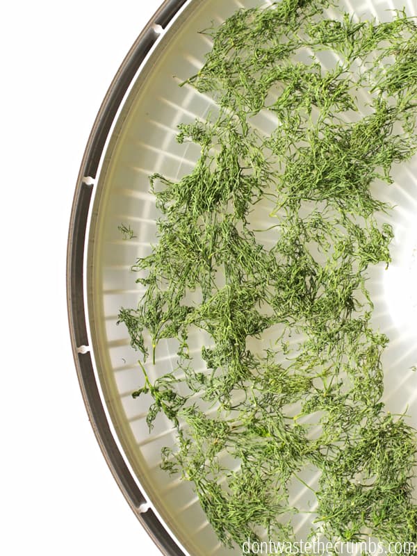 Dill weed on a dehydrator tray after being dried