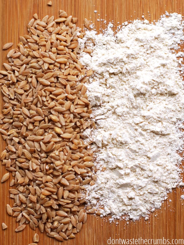 This DIY to make your own all-purpose flour is so cool! You don't need an expensive grain mill to make it and it works for any grain. You can even make your own gluten-free all-purpose flour! Great easy recipe and simple tutorial to save money - you won't have to make last-minute trips to the store! :: DontWastetheCrumbs.com