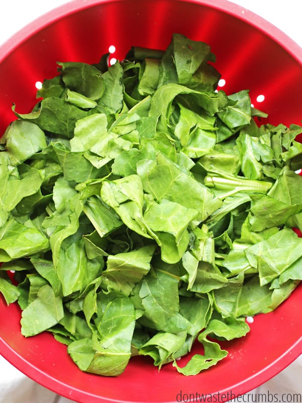 Save money by eating in season, but here's a budget tip: buy extra when prices are super low and preserve for later! Step-by-step tutorial for blanching greens like collard, beet greens and broccoli leaves. Simple steps to have fresh greens year-round! :: DontWastetheCrumbs.com