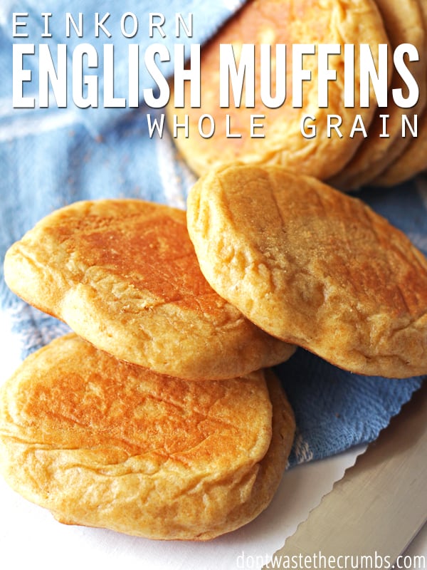 Oh my goodness, these einkorn english muffins are so good! Delicious easy recipe that's way better than store-bought. Great instructions for baking with einkorn too, which is the healthiest wheat you can bake with! Perfect for breakfast, or english muffin pizzas too. YUM! :: DontWastetheCrumbs.com