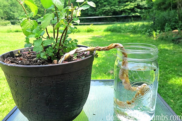 How to water plants while away: mason jar with water and fabric water wick is placed in flower pot and water jar.
