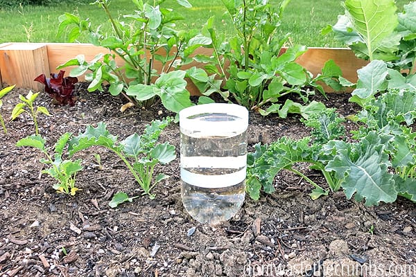 Plastic bottle with the bottom cut off, placed into the soil.