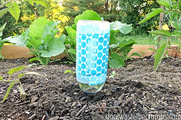 How to water plants while away: Decorative plastic bottle with top cut off, placed into the soil.