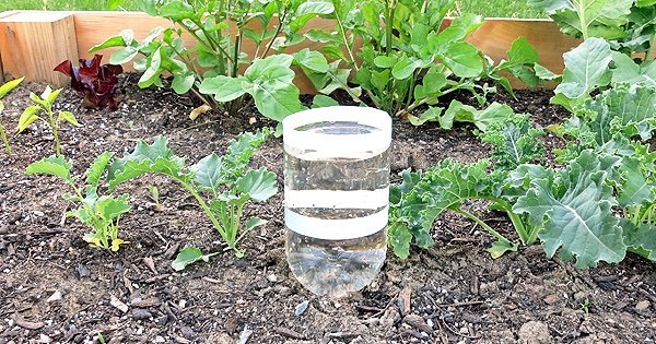 Vacation Proof Your Garden With These, Ways To Water Garden While Away