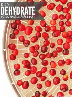 White rack of dehydrated cranberries. Text overlay DIY Dehydrate Cranberries..