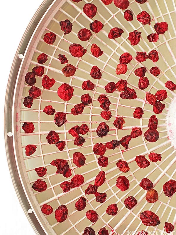 Easy tutorial for how to dehydrate cranberries. When cranberries are in season, buy an extra bag and stock up! Homemade dehydrated cranberries are so easy to make, and this post includes the breakdown of the cost of making them yourself, so you can decide if it's cheaper to make them or buy them in your area! :: DontWastetheCrumbs.com