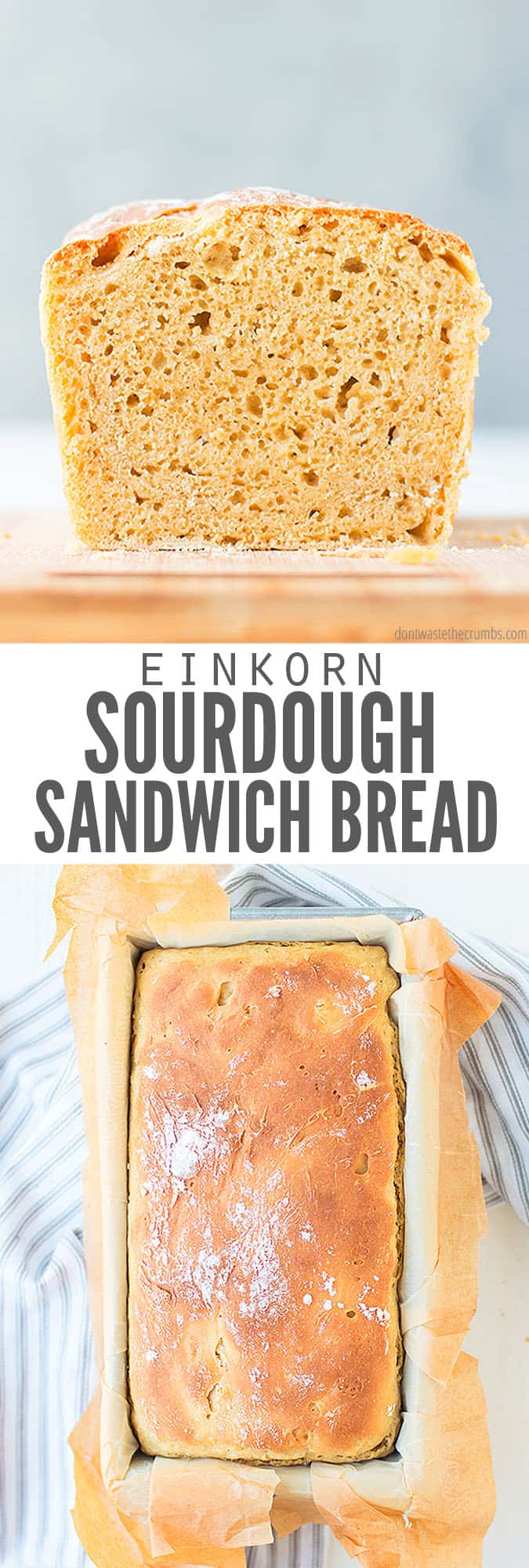 Easy No Knead Einkorn Sourdough Bread The Perfect Sandwich Loaf