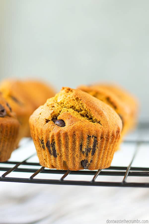 Chocolate chip pumpkin muffins can be made with fresh pumpkin or canned pumpkin puree.