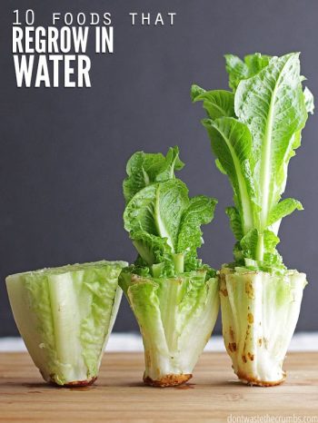 Three heads of lettuce in different stages of growth with a grey background. Text overlay says "10 Foods that Regrow in Water"