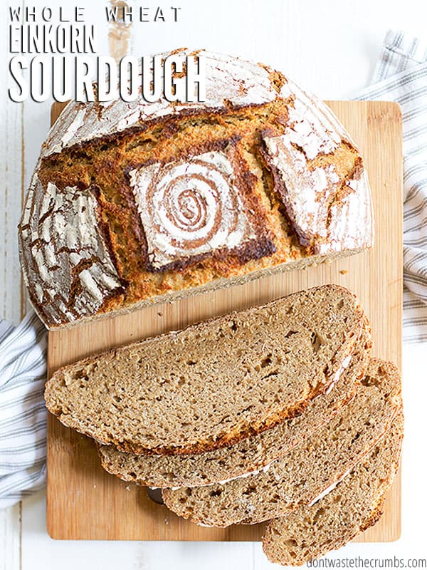 Einkorn flour is super healthy and can be used to make amazing sourdough bread. Learn the process of baking whole wheat sourdough with Einkorn flour with this consistent and easy to follow recipe!