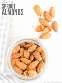 Give your food life! This simple tutorial teaches you about sprouted almonds. Boost the nutrition in your diet by sprouting nuts, beans, and grains! :: DontWastetheCrumbs.com