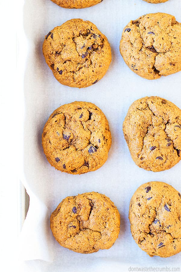 Six golden brown pumpkin chocolate chip cookies from a birds eye view. They are laid on parchment paper and a cookie sheet.