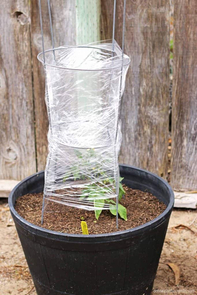 Here's one way that you can use plastic for gardening, Insulate tomatoes with plastic wrap.