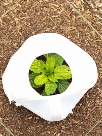 Here's another way you can use plastic for gardening, Insulate smaller plants with milk jugs