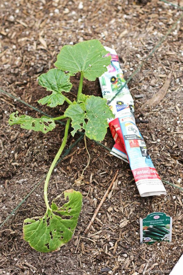 Here's a way you can use plastic for gardening, using an old plastic container so you can catch pincher bugs with oil.