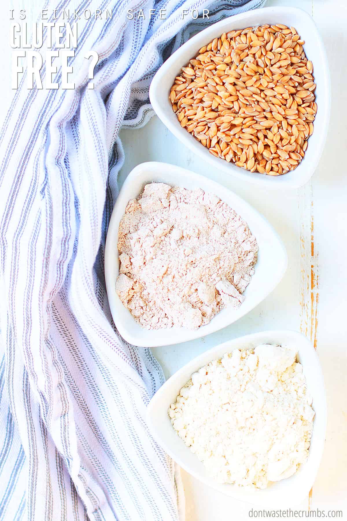 Einkorn berries, whole grain flour, and all-purpose flour in 3 separate dishes. Text overlay reads, 'Is Einkorn safe for the gluten free?"