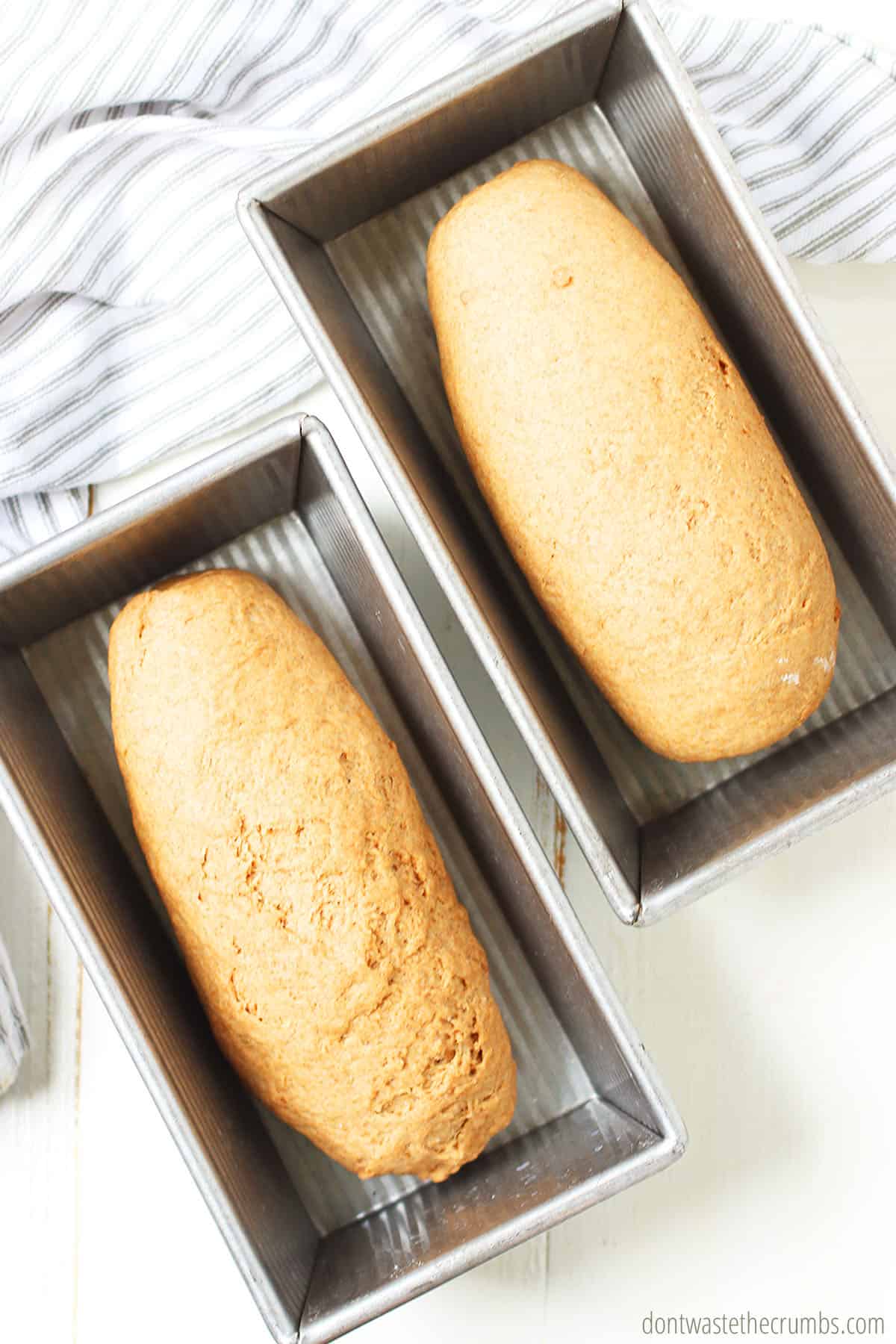 Pictured are two loaves of soaked whole wheat bread in bread pans.