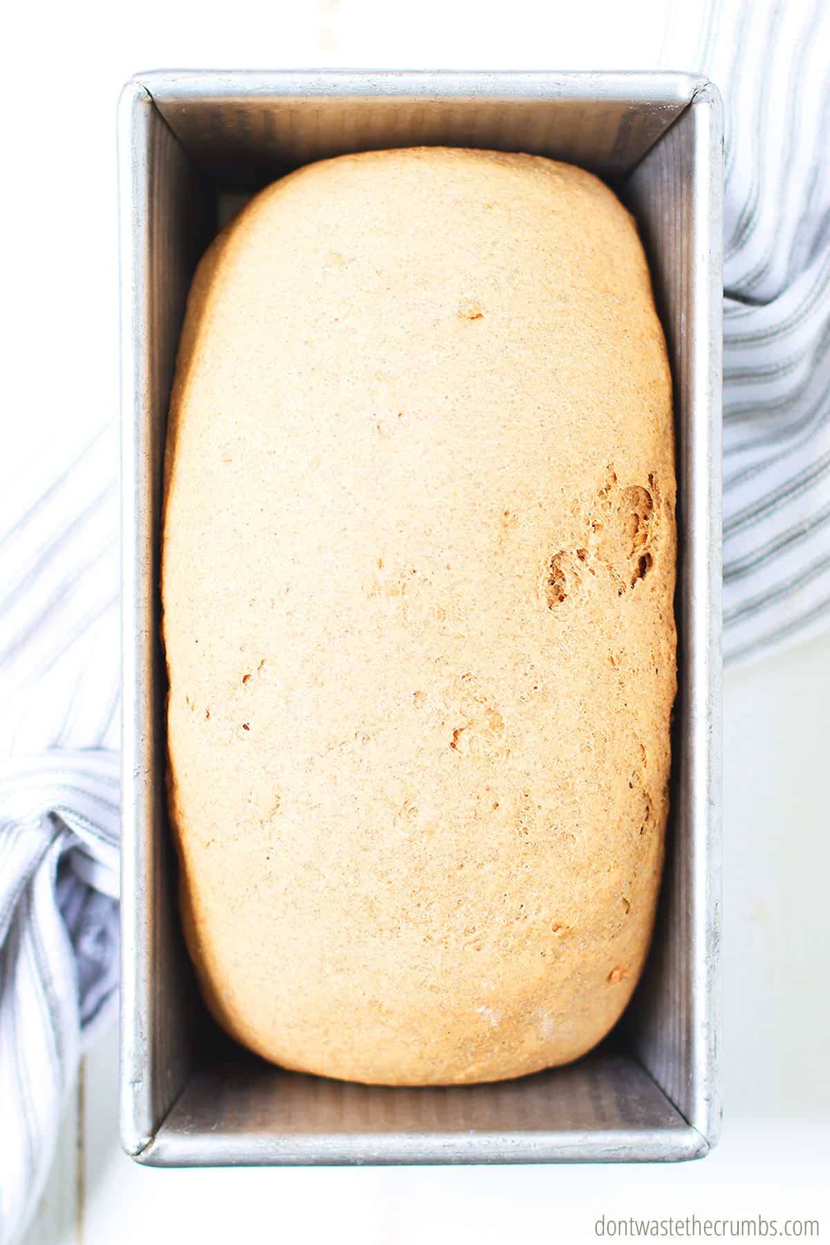 Pictured is an overview of a loaf of soaked whole wheat bread in a loaf pan.