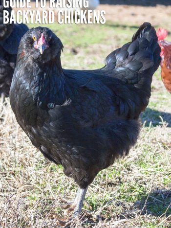 Now that we are homesteaders, here are my tips on how to raise backyard chickens and how to care for chickens. The pros and the cons and the cost breakdown!