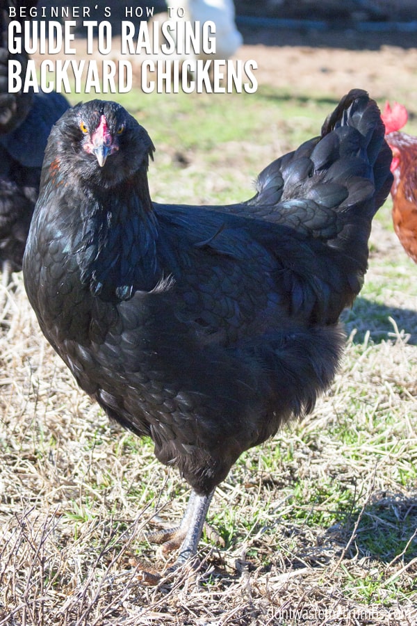 Now that we are homesteaders, here are my tips on how to raise backyard chickens and how to care for chickens. The pros and the cons and the cost breakdown!