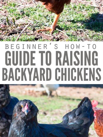 Now that we are homesteaders, here are my tips on how to raise backyard chickens and how to care for chickens. The pros and the cons and the cost breakdown!