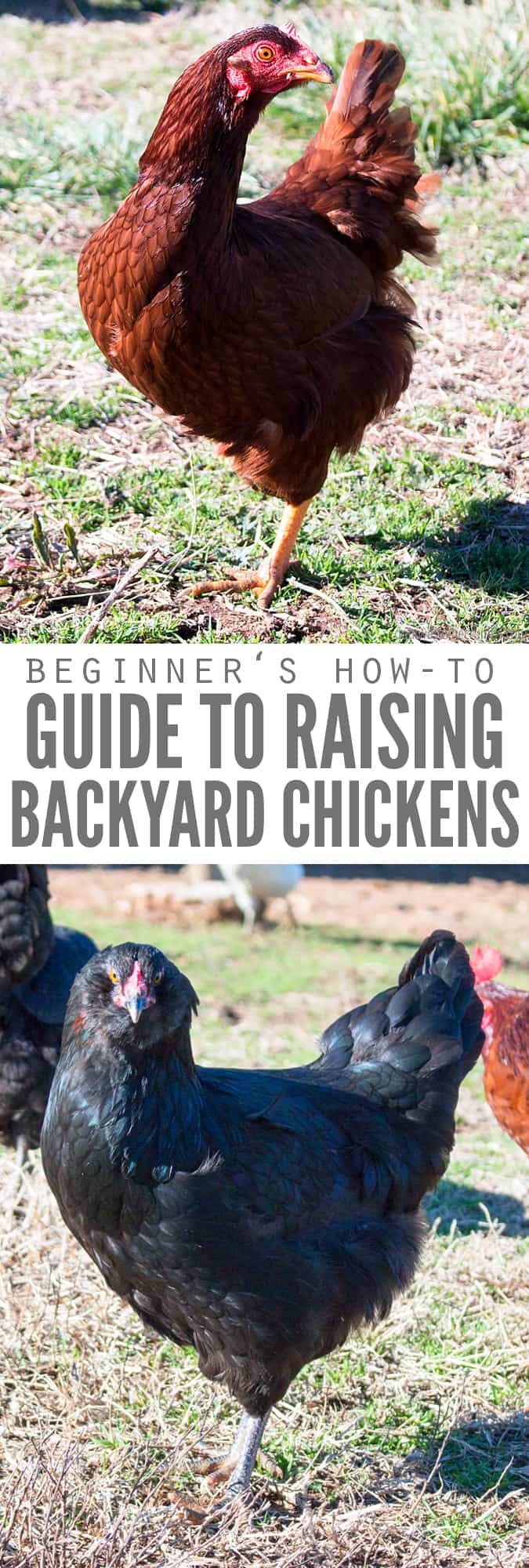 Now that we are homesteaders, here are my tips on how to raise backyard chickens and how to care for chickens. The pros and the cons and the cost breakdown!