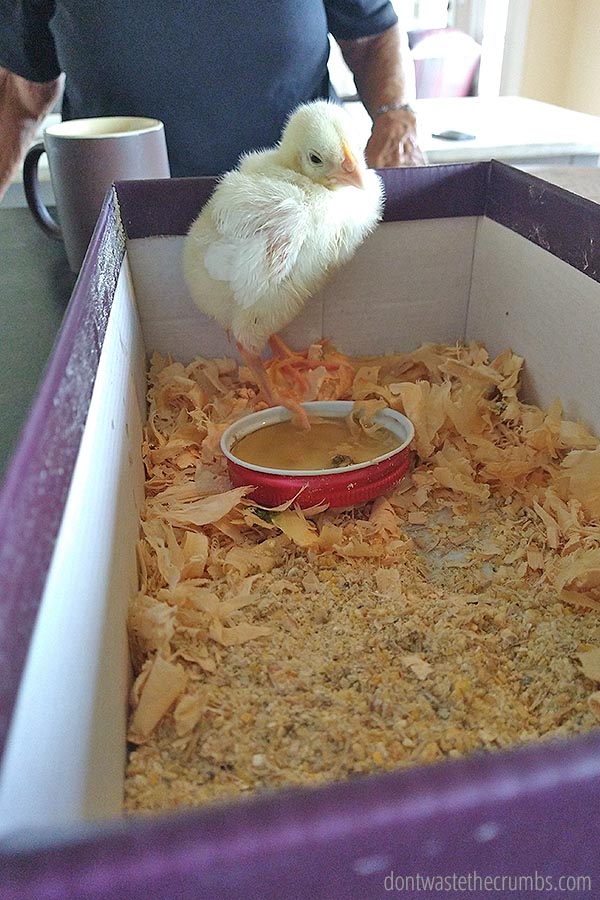 A young chicken sits inside of a shipping box from an online chick hatchery.