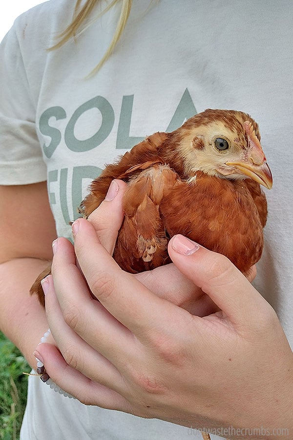 A young chicken being held in the hands of a girl. 