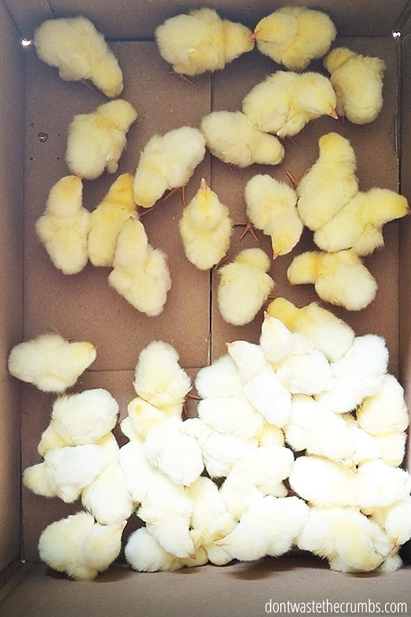 Golden yellow baby have arrived in their shipping box from the online chicken hatchery.