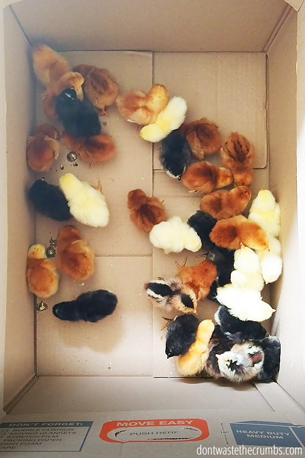 A variety of baby chicks (gold, brown, black and white) in their shipping box from Murray McMurray Hatchery. 