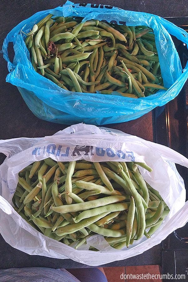 Green beans from a home garden that saves money.