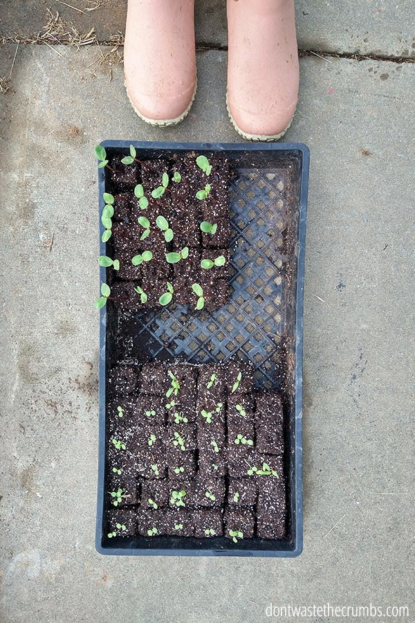 Seedlings ready to be planted in the garden.