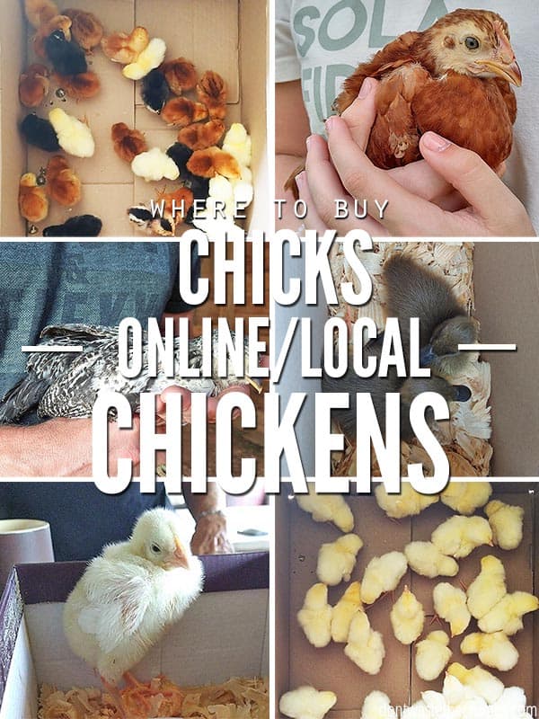 A homesteader's guide for where and how to buy chickens online