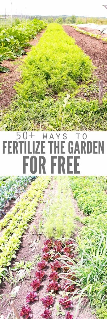 50+ Ways to Fertilize Plants for Free