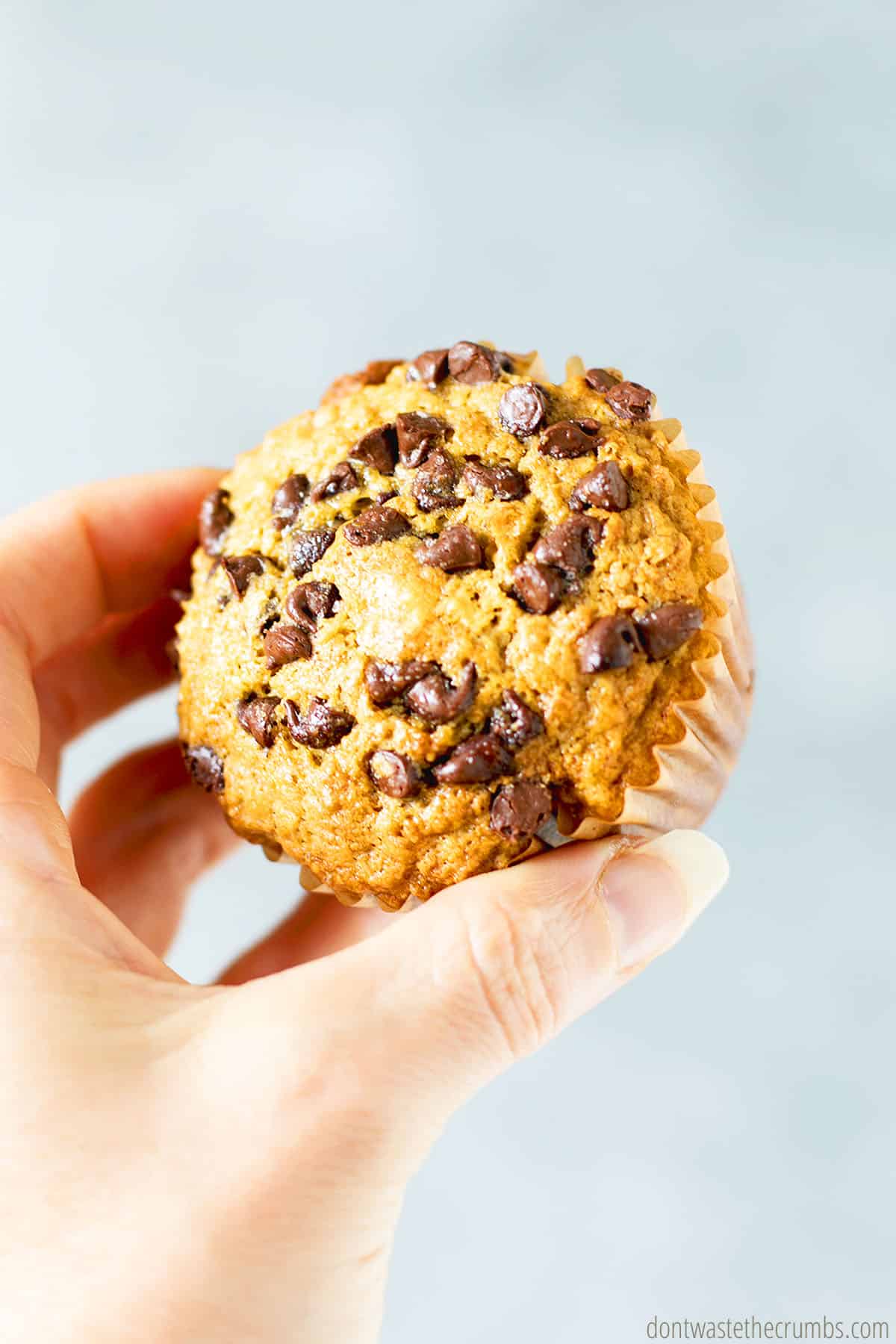 Hand holding buttermilk oatmeal muffin topped with chocolate chips