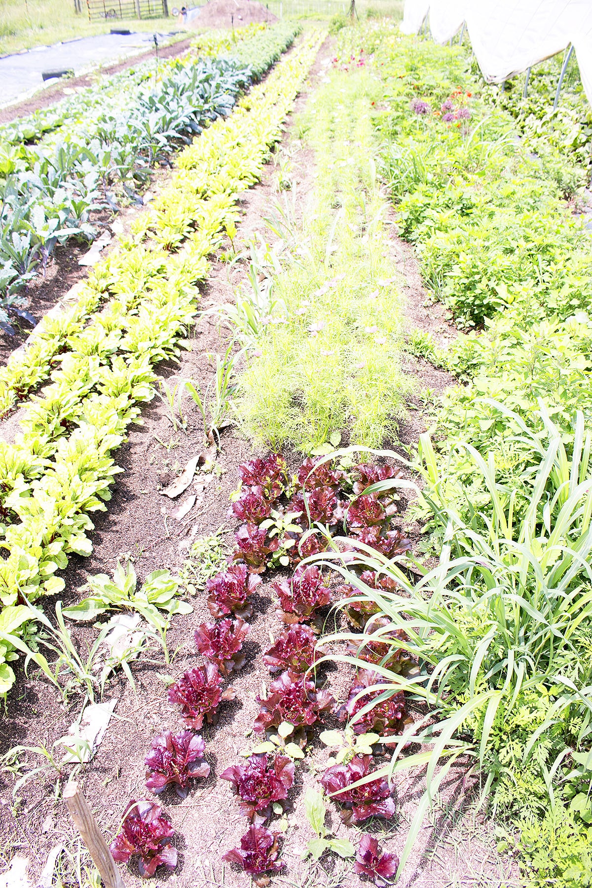 How Often You Need to Water Your Vegetable Garden