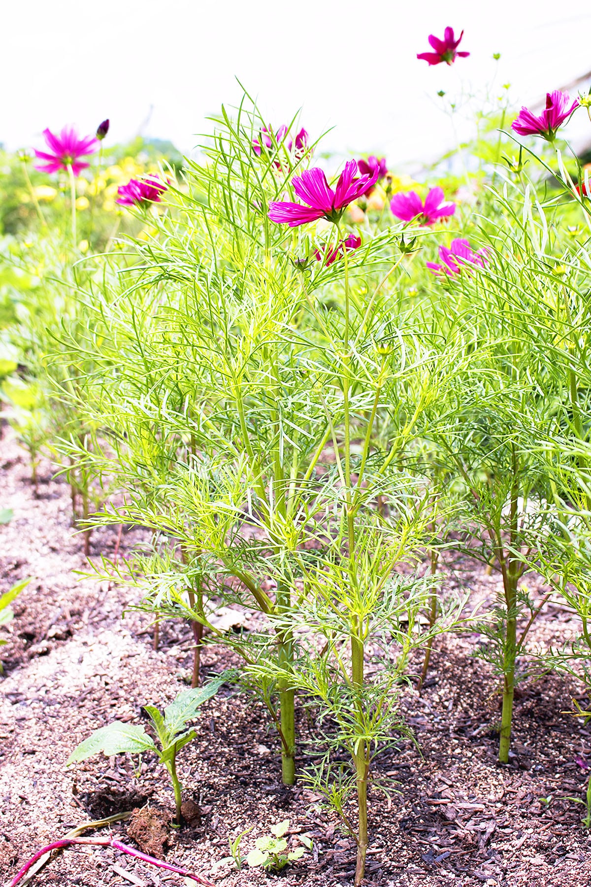 Close up of plant